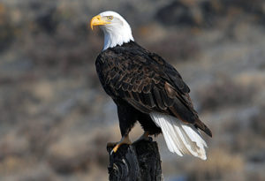 bald-eagle