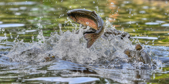 fish