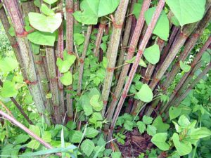 japanese-knotweed